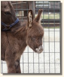 Wit's End El Presidente