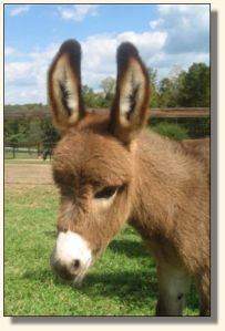 Wit's End Miss Punkin Patch  2006