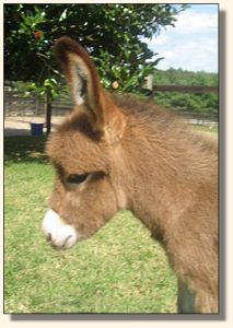 Wit's End Miss Punkin Patch  2006