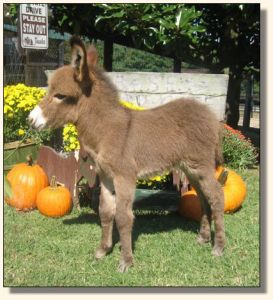 Wit's End Miss Punkin Patch  2006