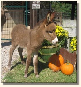 Wit's End Miss Punkin Patch  2006