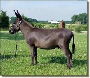 Sunset Acres Racer (20,643 bytes)