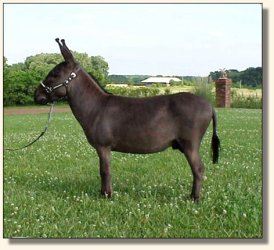 Sunset Acres Racer (16,460 bytes)