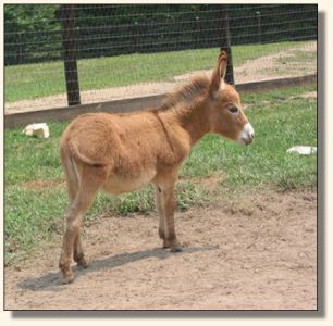 Wit's End Lil' Red Rudi