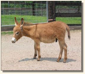 Wit's End Lil' Red Rudi