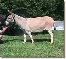 Springlake Rose Bud, miniature donkey brood jennet (13,391 bytes)