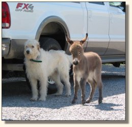 Wit's End Ruff-N-Ready