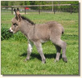 Wit's End Ruff-N-Ready