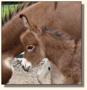 Wit's End Scarlet Ribbon