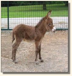 Wit's End Scarlet Ribbon