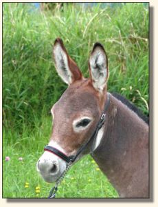 MGF Scarlet Ribbons in her clipped summer coat