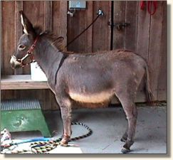 Wee Farm II's Sweet Nothings