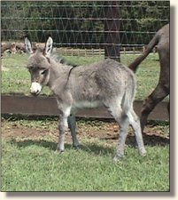 Wit's End Smoke Signal