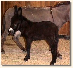 Wit's End Soldier Boy