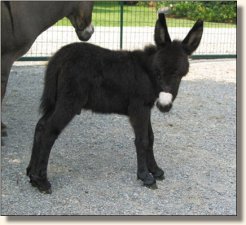 Wit's End Soldier Boy