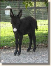 Wit's End Soldier Boy