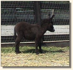 Wit's End Soldier Boy