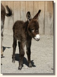 Wit's End Appalachian Foxfire