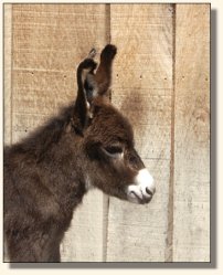 Wit's End Appalachian Foxfire