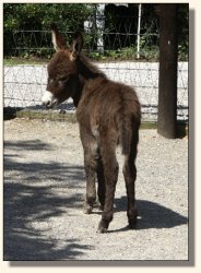 Wit's End Appalachian Foxfire