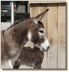 Strawberry 12 hours after foaling!