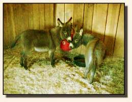 Skylar & Tito (11,688 bytes)