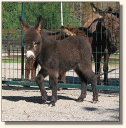 Wit's End Track Favorite