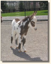 Wit's End Tyger Heart