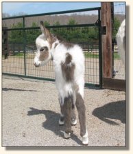 Wit's End Tyger Heart