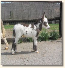 Wit's End Tyger Heart