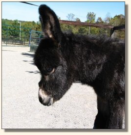 Wit's End Whistlin' Dixie