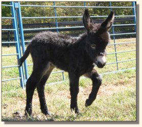 Wit's End Whistlin' Dixie