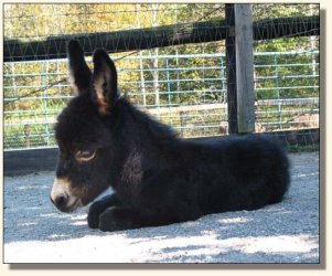 Wit's End Whistlin' Dixie