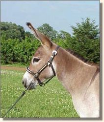 Windcrest Little William (15,036 bytes)