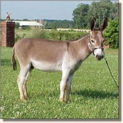 Windcrest Little William (19,583 bytes)