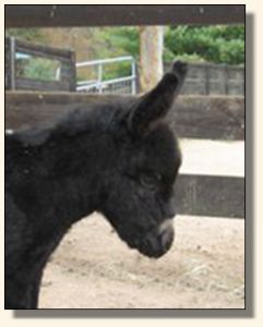 Wit's End Out of This World, aka Wurly Gurly