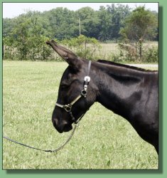 MGF Venus X-Phile 600