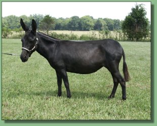 MGF Venus X-Phile 600