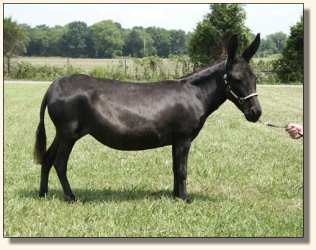 MGF Venus X-Phile 600