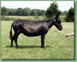 MGF Venus X-Phile 600