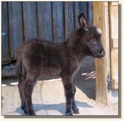 Wit's End X-treme Elegance, aka Ellie