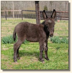 Wit's End X-treme Elegance, aka Ellie - 2 weeks old