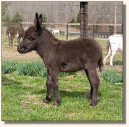 Wit's End X-treme Elegance, aka Ellie - 2 weeks old