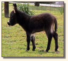 Wits End Dayle Rio (11,218 bytes)