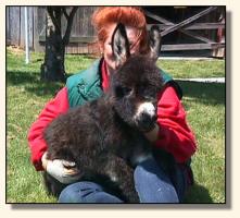 Donkey Spirit (11,845 bytes)